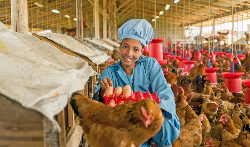 Women and Children-Centered Poultry Farming and Nutrition